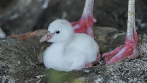 smogon flamigo|Longleat Safari Park welcomes flamingo chicks .